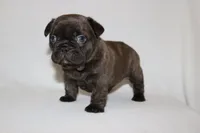 COCO , a female French Bulldog for sale in Altmar, NY – 5 of 9