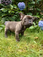 COCO , a female French Bulldog for sale in Altmar, NY – 10 of 10