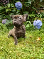 Coco 🍫, a female French Bulldog for sale in Altmar, NY – 10 of 10