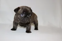 COCO , a female French Bulldog for sale in Altmar, NY – 7 of 9