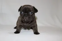COCO , a female French Bulldog for sale in Altmar, NY – 9 of 9