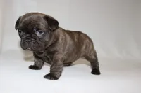 COCO , a female French Bulldog for sale in Altmar, NY – 8 of 9