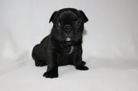 Luna, a female French Bulldog for sale in Altmar, NY – 7 of 8