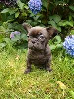 COCO 🐾, a female French Bulldog for sale in Altmar, NY – 10 of 10