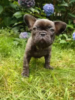 COCO 🐾, a female French Bulldog for sale in Altmar, NY – 4 of 10