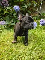 Luna, a female French Bulldog for sale in Altmar, NY – 7 of 10