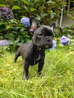 Luna ❤️, a female French Bulldog for sale in Altmar, NY – 4 of 8