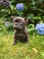 COCO 🐶, a female French Bulldog for sale in Altmar, NY – 6 of 10