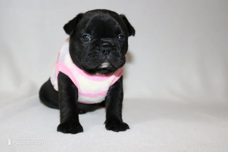 Luna – French Bulldog puppy for sale in Altmar, NY
