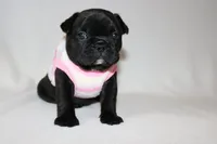 Luna, a female French Bulldog for sale in Altmar, NY – 1 of 8