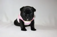 Luna, a female French Bulldog for sale in Altmar, NY – 3 of 8
