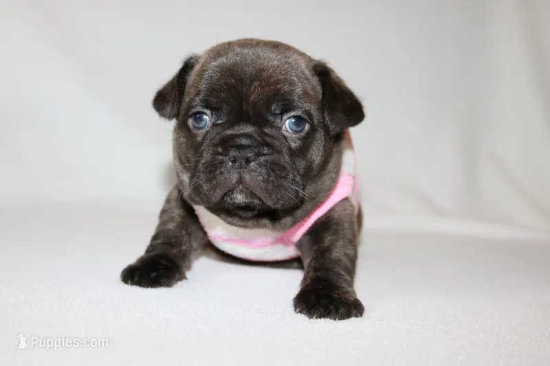 COCO  – French Bulldog puppy for sale in Altmar, NY