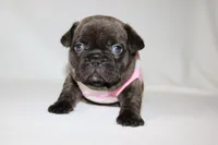 COCO , a female French Bulldog for sale in Altmar, NY – 1 of 9