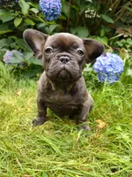 COCO 🐶, a female French Bulldog for sale in Altmar, NY – 8 of 10