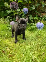 🌙 Luna , a female French Bulldog for sale in Altmar, NY – 5 of 10