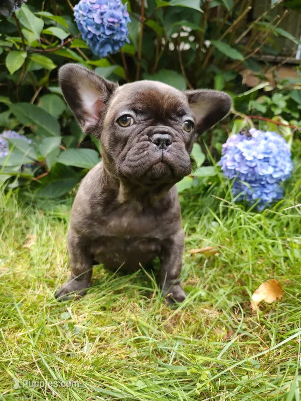 Coco 🍫 – French Bulldog puppy for sale in Altmar, NY