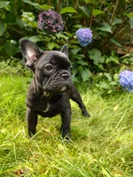 🌙 Luna , a female French Bulldog for sale in Altmar, NY – 6 of 10