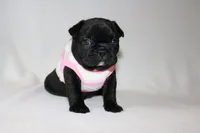 Luna, a female French Bulldog for sale in Altmar, NY – 2 of 8