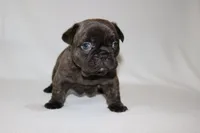 COCO , a female French Bulldog for sale in Altmar, NY – 2 of 9