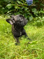 Luna ❤️, a female French Bulldog for sale in Altmar, NY – 8 of 8