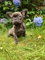 COCO 🐾, a female French Bulldog for sale in Altmar, NY – 9 of 10
