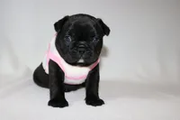 Luna, a female French Bulldog for sale in Altmar, NY – 4 of 8