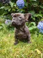 Coco 🍫, a female French Bulldog for sale in Altmar, NY – 3 of 10