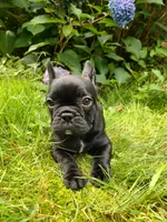 🌙 Luna , a female French Bulldog for sale in Altmar, NY – 3 of 10