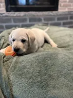 Milo, a male Labrador Retriever for sale in Oak Grove, MN – 4 of 4