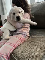 Mazie, a female Labrador Retriever for sale in Oak Grove, MN – 4 of 4
