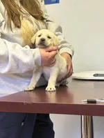 Milo, a male Labrador Retriever for sale in Oak Grove, MN – 7 of 7