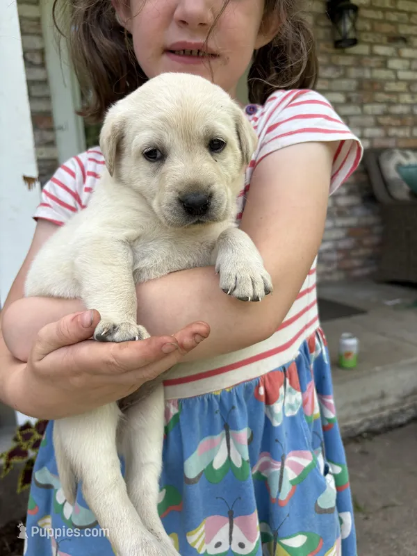 Mazie – Labrador Retriever puppy for sale in Oak Grove, MN