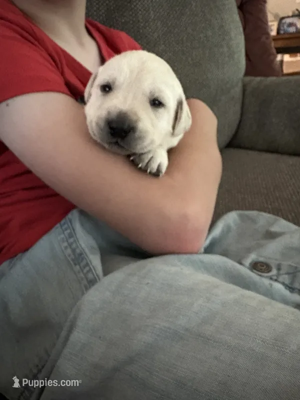 Milo – Labrador Retriever puppy for sale in Oak Grove, MN