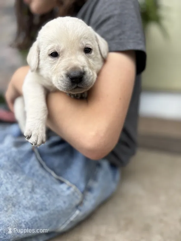 Mazie – Labrador Retriever puppy for sale in Oak Grove, MN