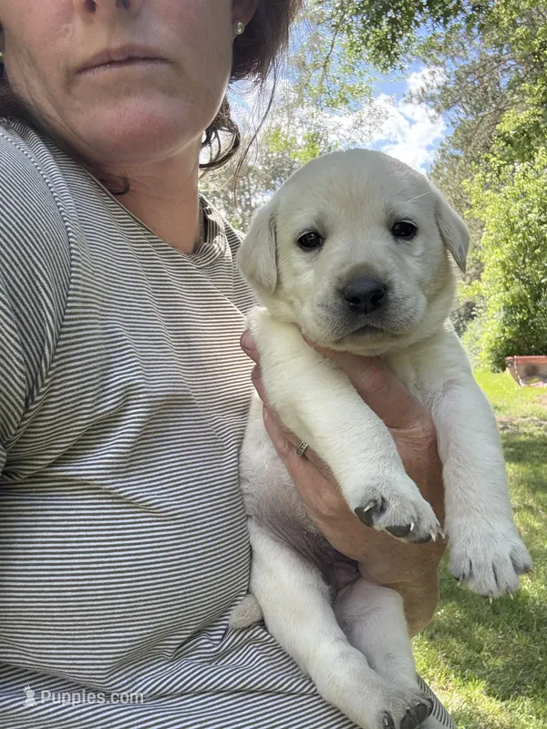 Milo – Labrador Retriever puppy for sale in Oak Grove, MN