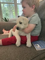 Milo, a male Labrador Retriever for sale in Oak Grove, MN – 4 of 7