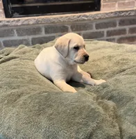 Milo, a male Labrador Retriever for sale in Oak Grove, MN – 3 of 4