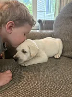 Milo, a male Labrador Retriever for sale in Oak Grove, MN – 5 of 7