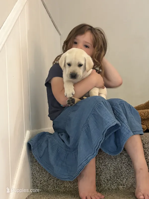 Felix – Labrador Retriever puppy for sale in Oak Grove, MN
