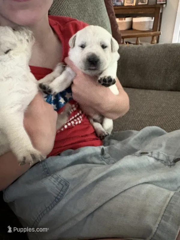 Felix – Labrador Retriever puppy for sale in Oak Grove, MN