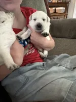 Felix, a male Labrador Retriever for sale in Oak Grove, MN – 1 of 2