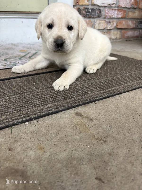 Felix – Labrador Retriever puppy for sale in Oak Grove, MN