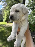 Milo, a male Labrador Retriever for sale in Oak Grove, MN – 2 of 7