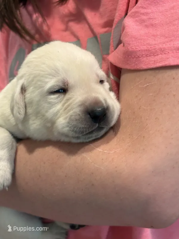 Mazie – Labrador Retriever puppy for sale in Oak Grove, MN