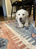 Mazie, a female Labrador Retriever for sale in Oak Grove, MN – 2 of 4
