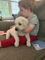 Milo, a male Labrador Retriever for sale in Oak Grove, MN – 3 of 7
