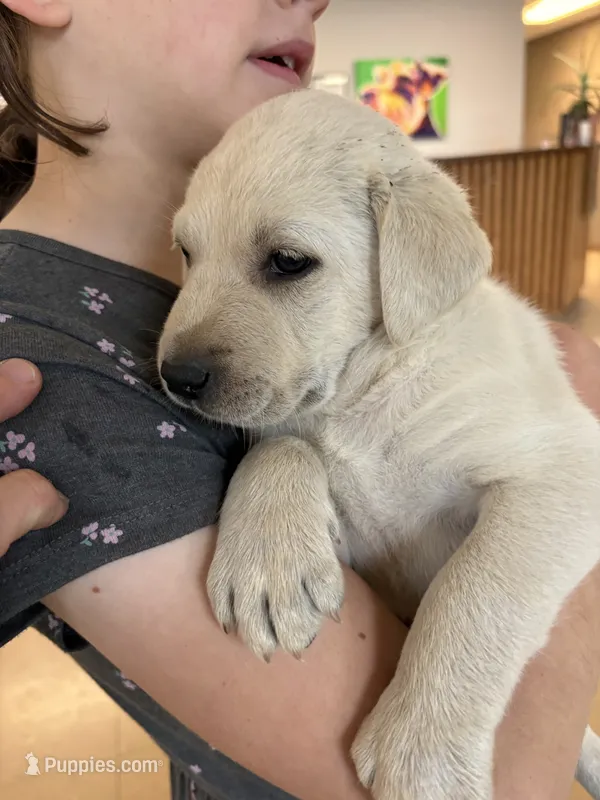 Milo – Labrador Retriever puppy for sale in Oak Grove, MN