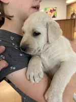 Milo, a male Labrador Retriever for sale in Oak Grove, MN – 1 of 7