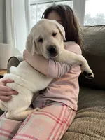 Milo, a male Labrador Retriever for sale in Oak Grove, MN – 2 of 4