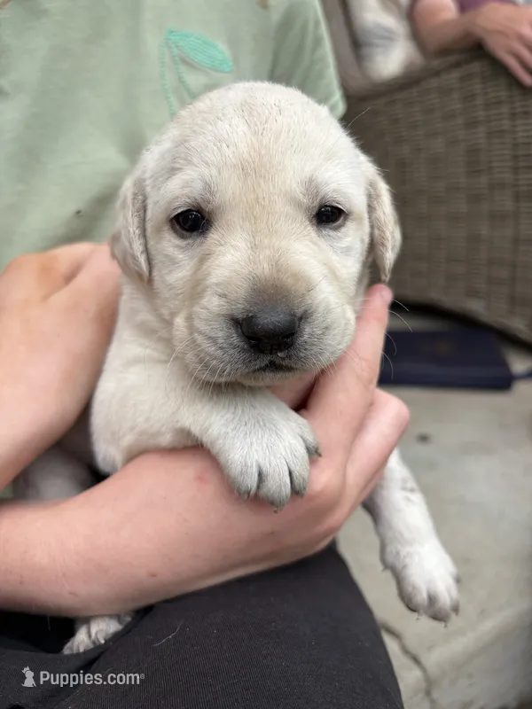 Felix – Labrador Retriever puppy for sale in Oak Grove, MN